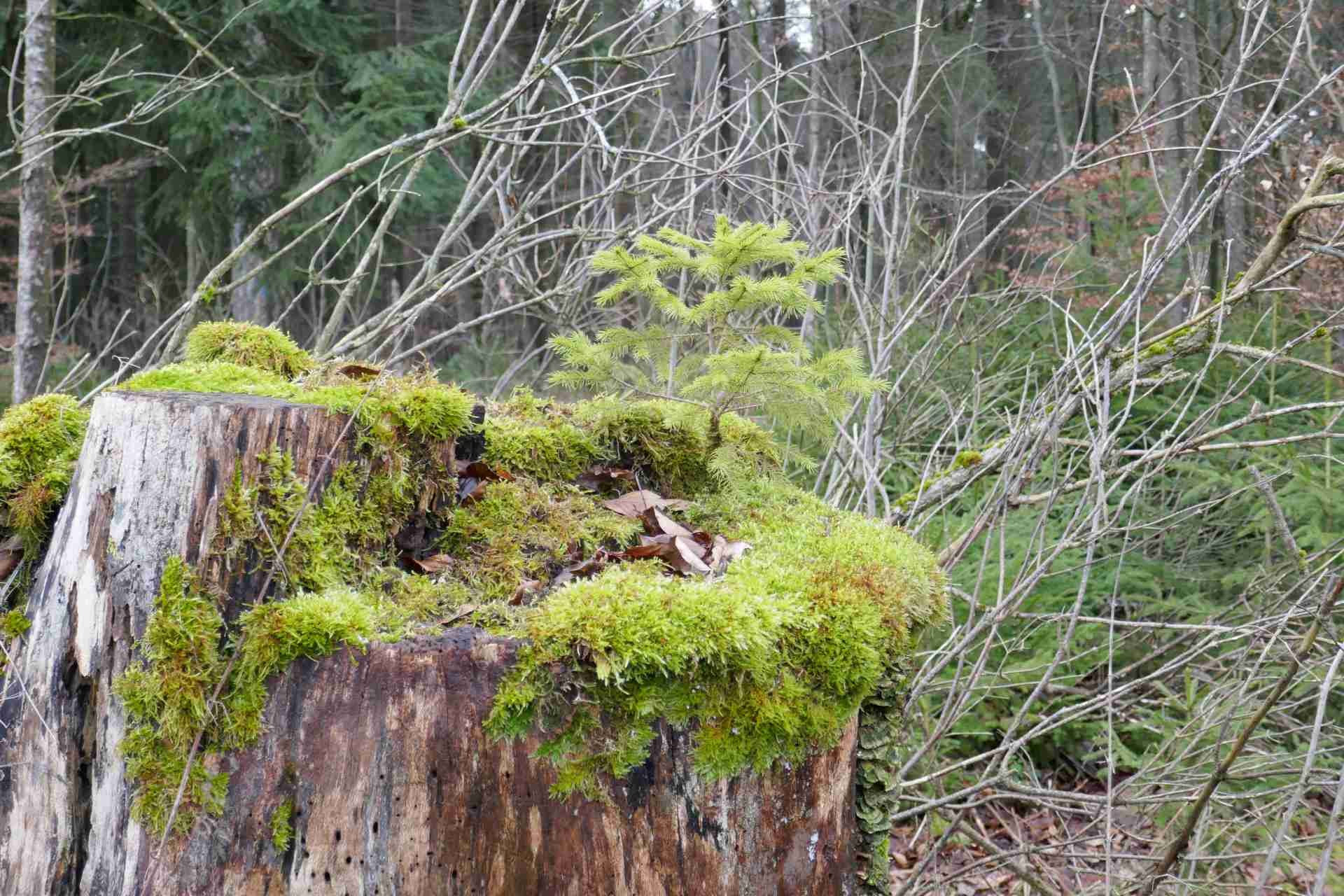 01 Januar - rund um den Wöllerstein